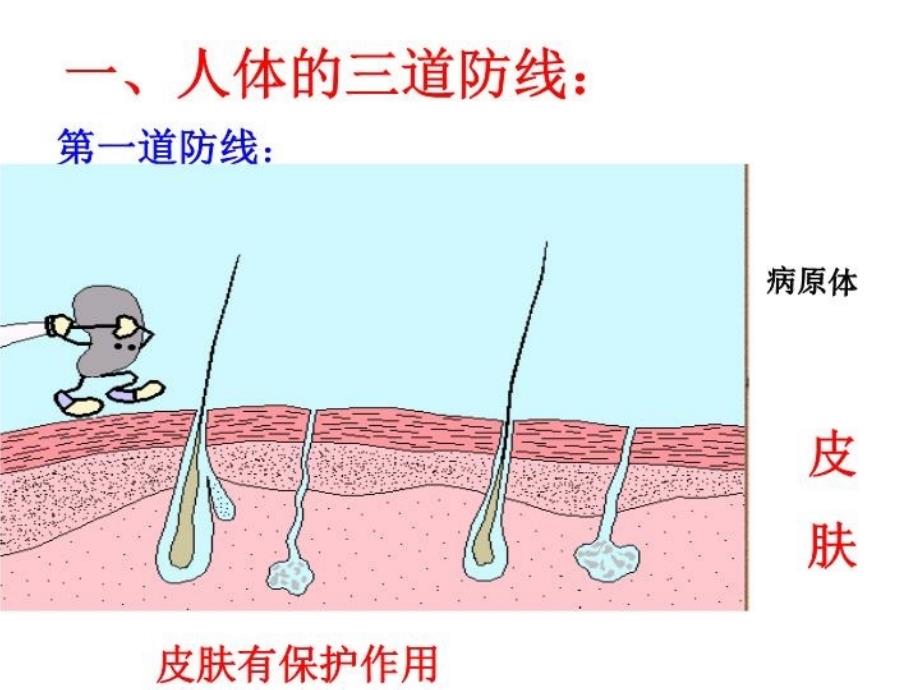 免疫和计划免疫课件讲课稿_第4页