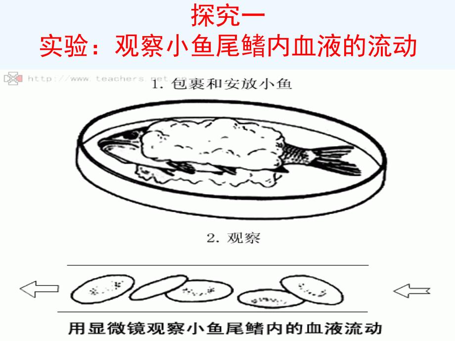 人教版生物七下《血流的管道──血管》ppt课件1_第4页