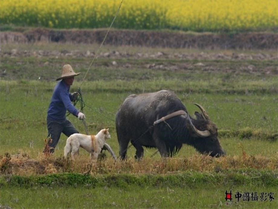 有多少人为了我课件_第5页