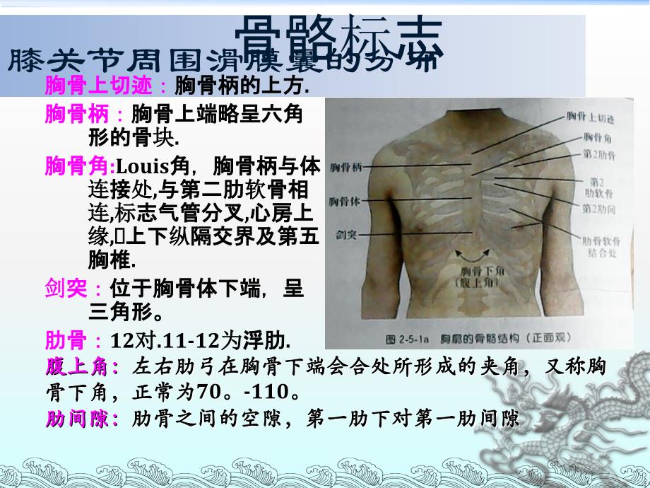 胸部查体_第4页