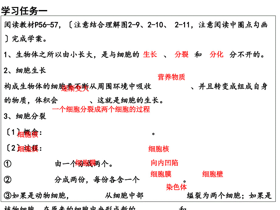 七年级生物第一节《细胞通过分裂产生新细胞》ppt课件_第4页