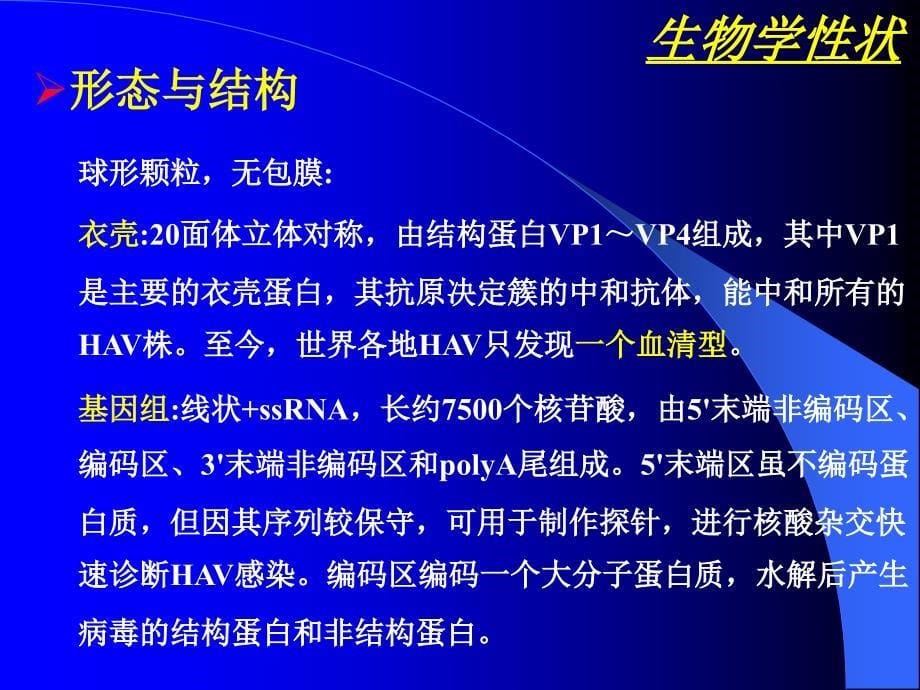 肝炎病毒ppt课件_第5页