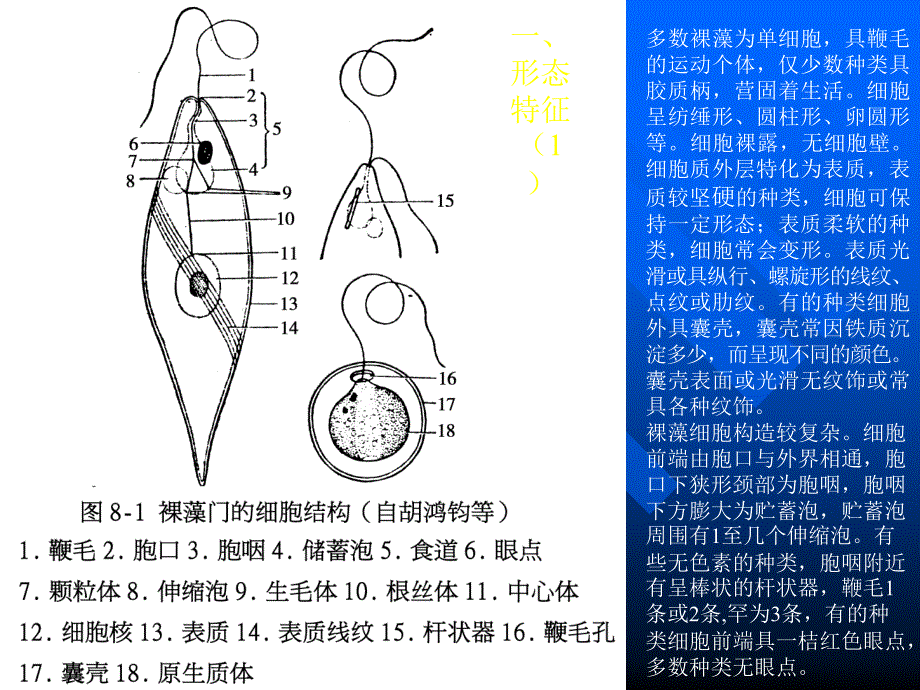 第八章裸藻门_第2页