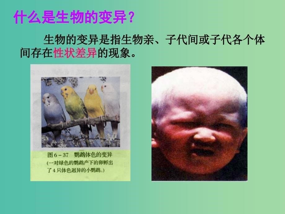 高中部高中生物 5.1 基因突变和基因重组课件 新人教版必修2.ppt_第5页