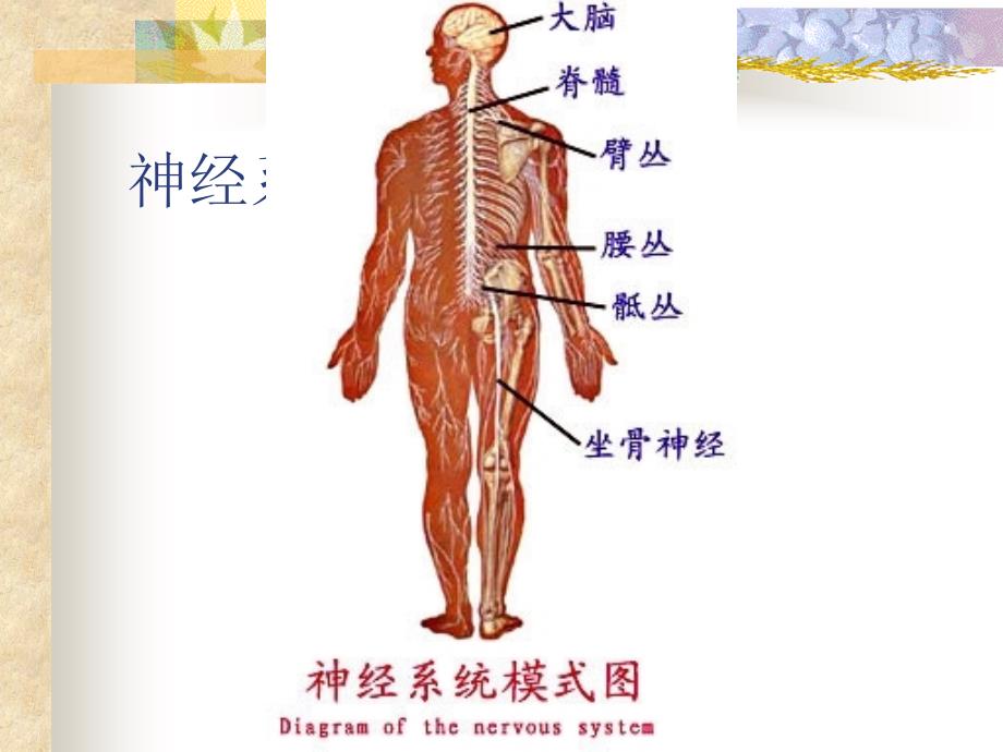 神经系统解剖学-课件_第3页