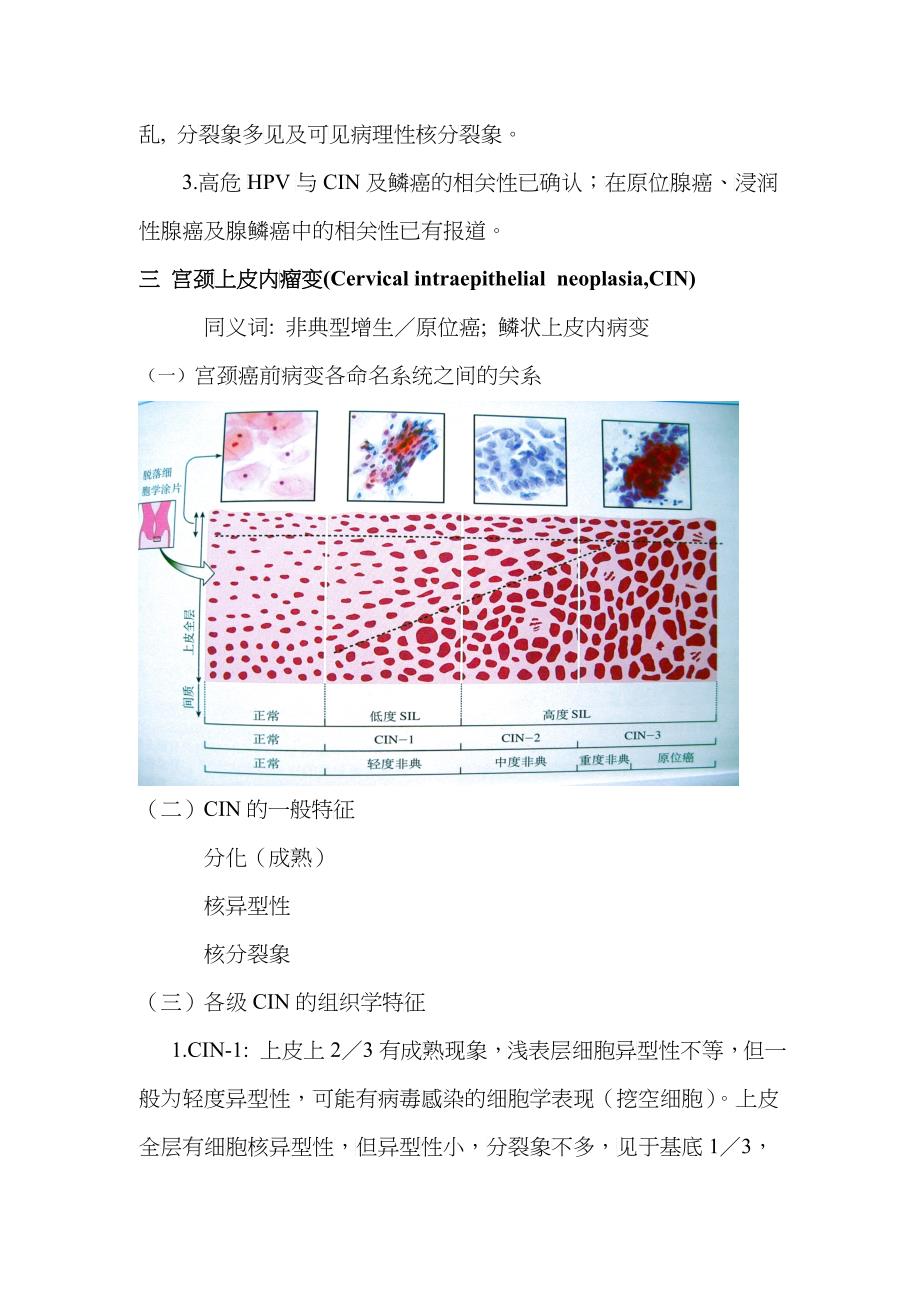 宫颈组织病理学_第4页