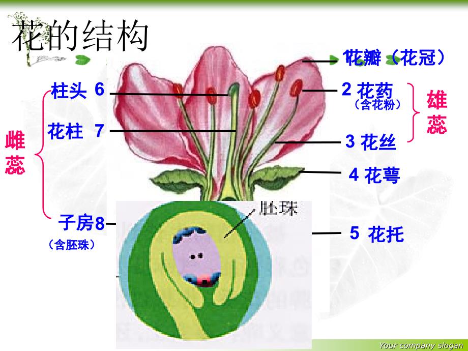 19绿色植物与生物圈中的水循环_第1页