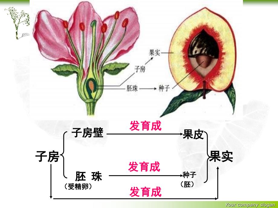 19绿色植物与生物圈中的水循环_第3页