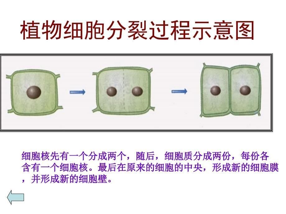 苏教版生物七年级上第4章第1节细胞的分裂和分化.ppt_第5页