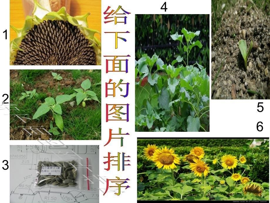 科教版三年级科学植物有哪些相同特点课件_第5页