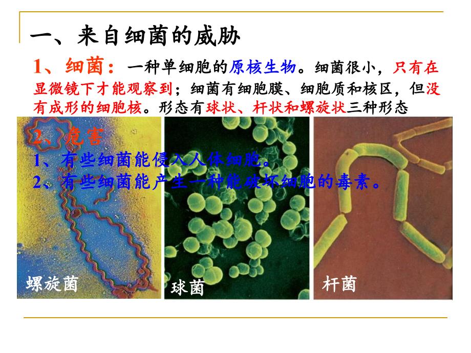 电镜下的淋巴细胞吞噬病毒文档资料_第4页