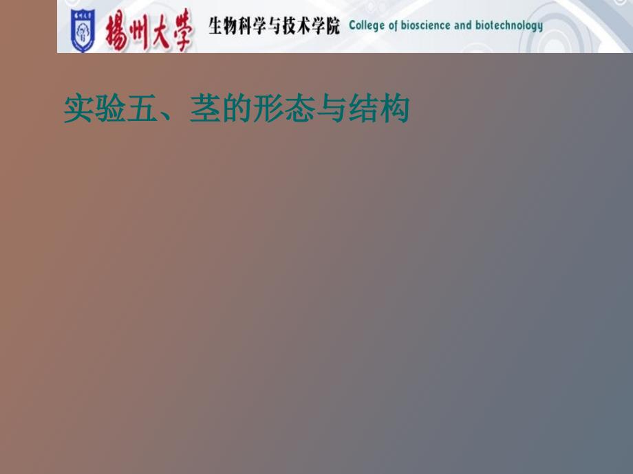 茎的形态结构观察_第1页