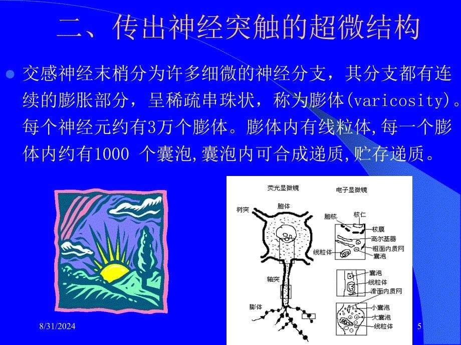 第5章传出神经系统概论_第5页