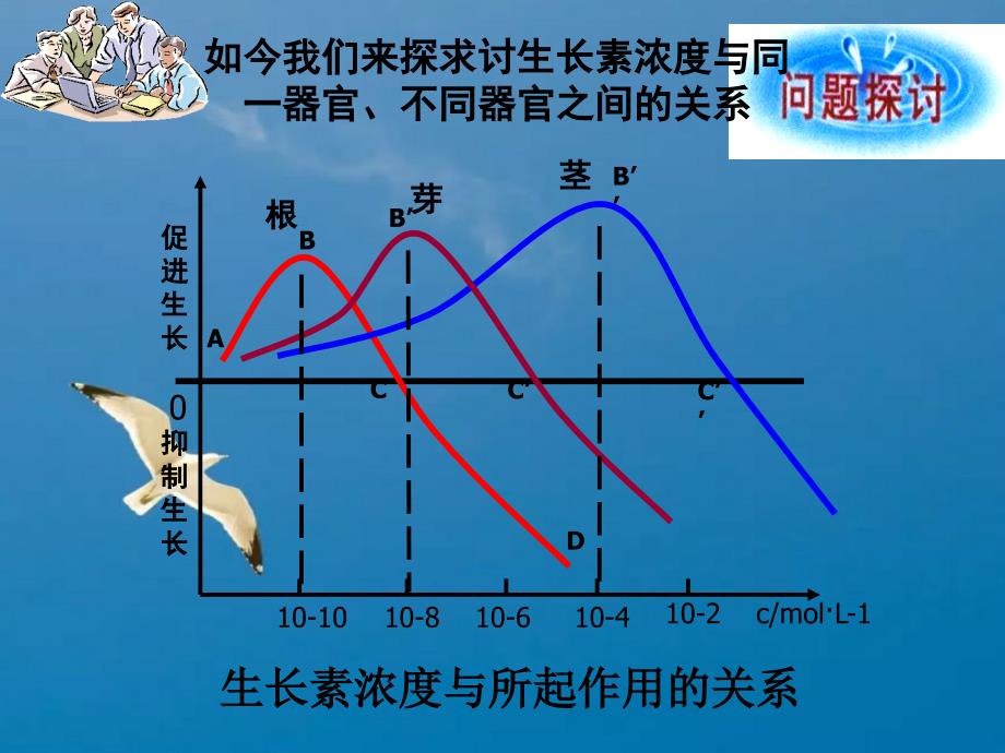 必修第三章第二节生长素的生理作用ppt课件_第4页