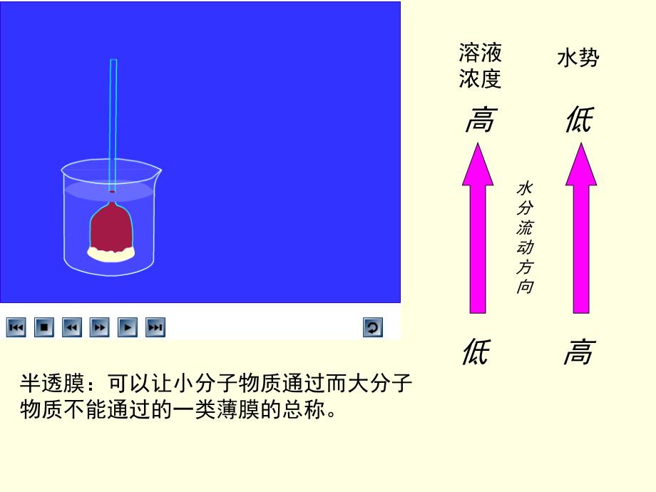 4.1物质跨膜运输的实例_第3页