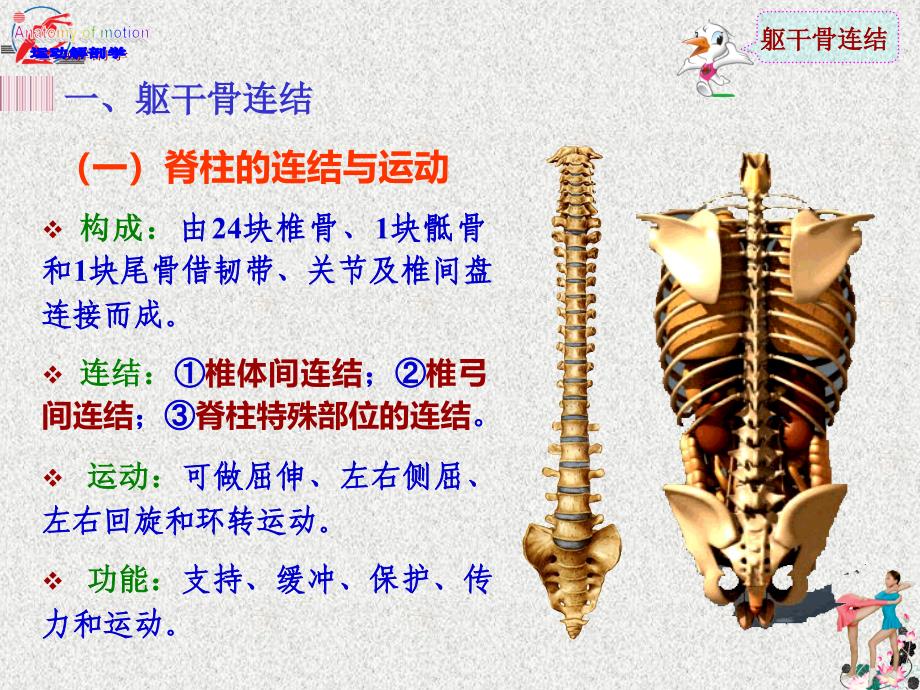 7运动解剖学中轴骨连结及其运动肌群_第3页