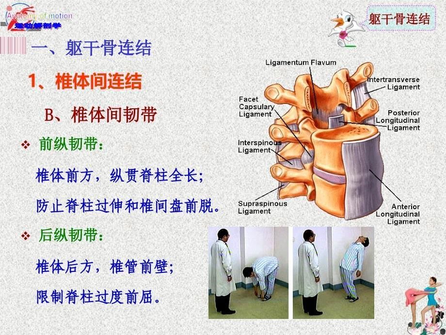 7运动解剖学中轴骨连结及其运动肌群_第5页