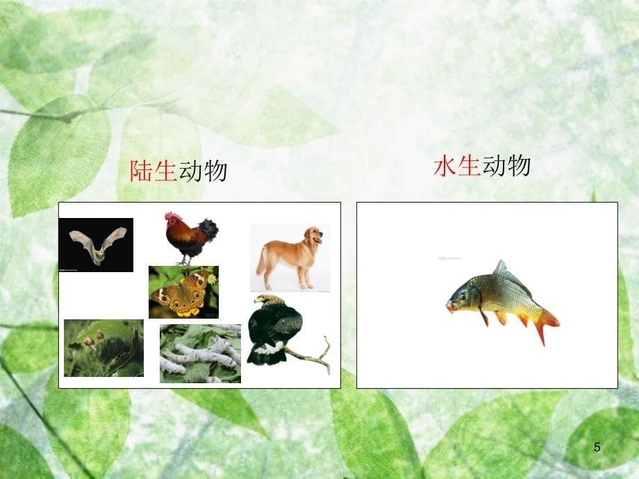 三年级科学上册2.2常见的动物课件2湘教版共15页_第5页