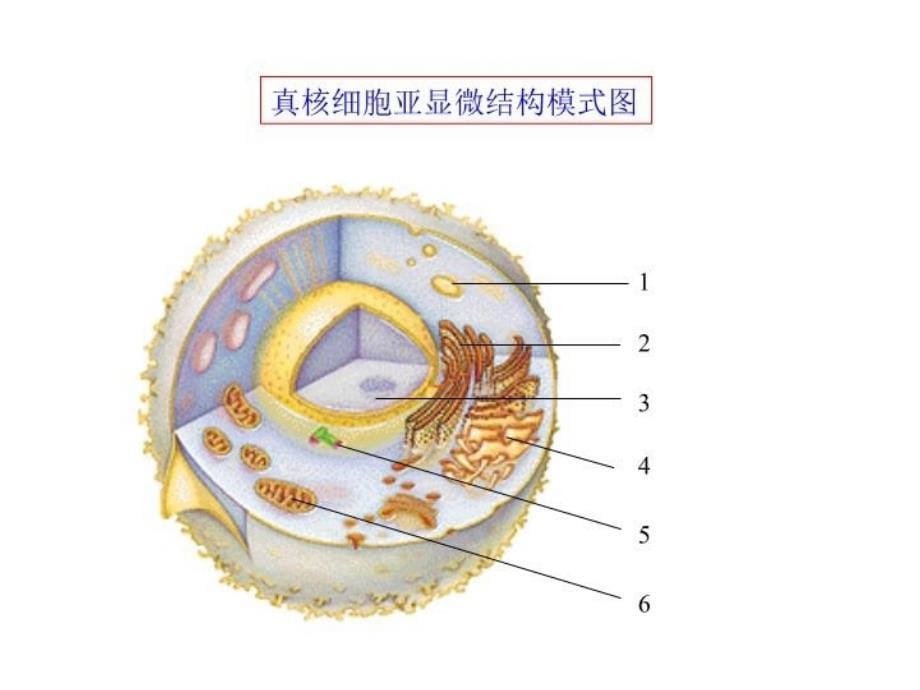 最新原核细胞与真核细胞精品课件_第5页