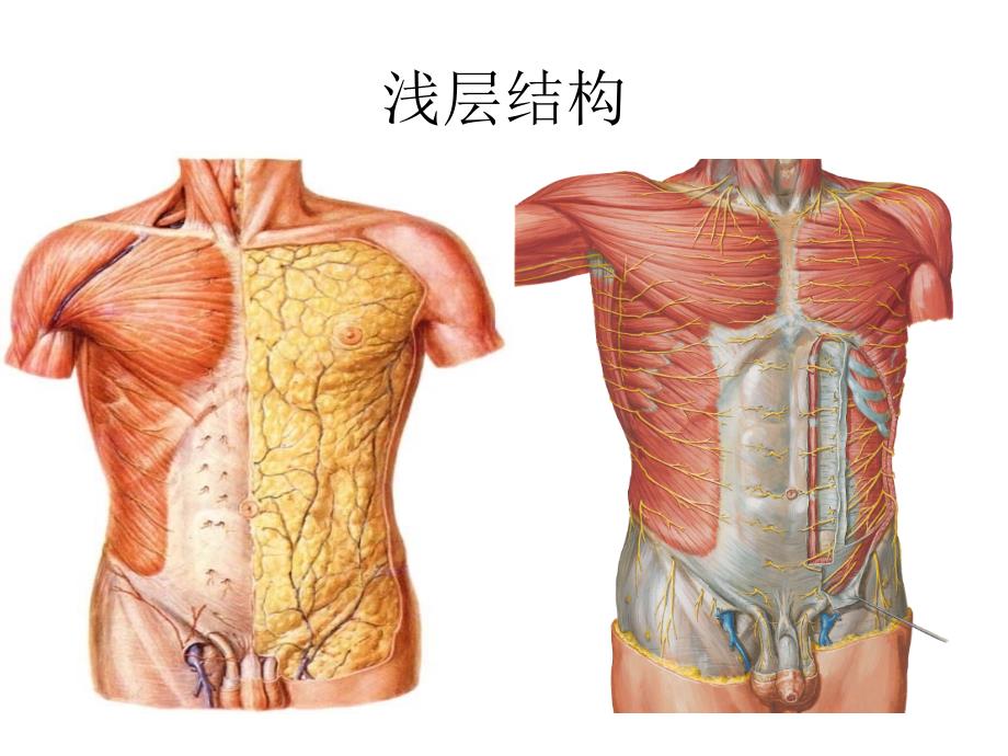 局部解剖学课件：1胸壁_第4页