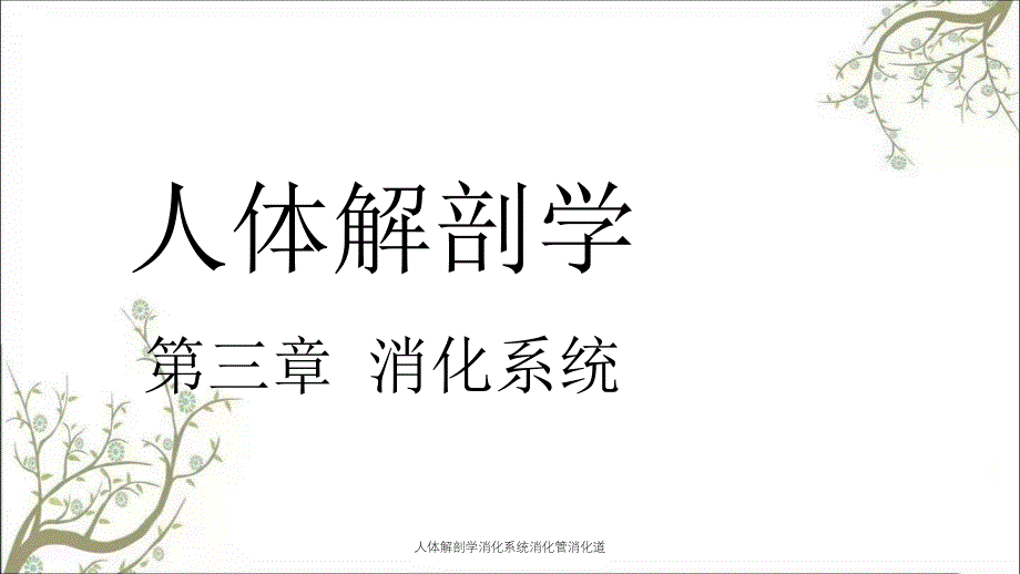 人体解剖学消化系统消化管消化道_第1页