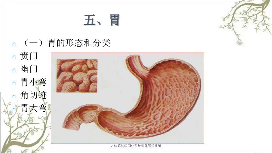 人体解剖学消化系统消化管消化道_第4页