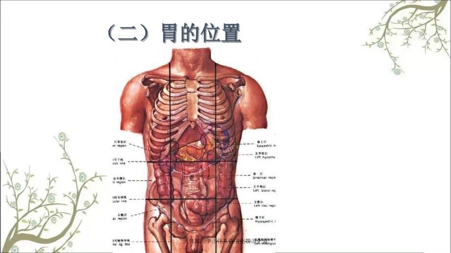 人体解剖学消化系统消化管消化道_第5页