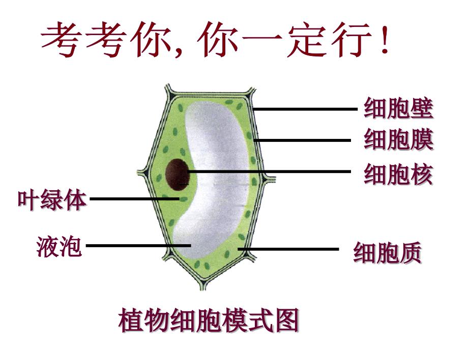 4细胞的生活汪娜_第2页