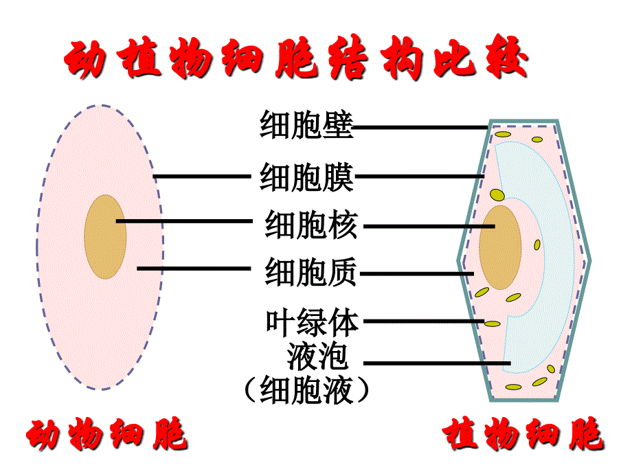 4细胞的生活汪娜_第4页