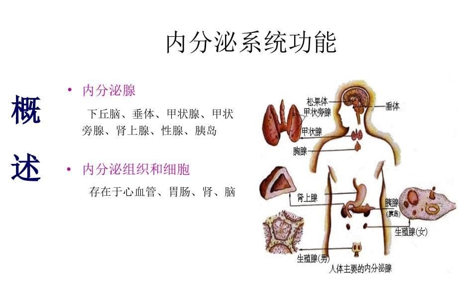 1内分泌系统总论PPT文档资料_第5页