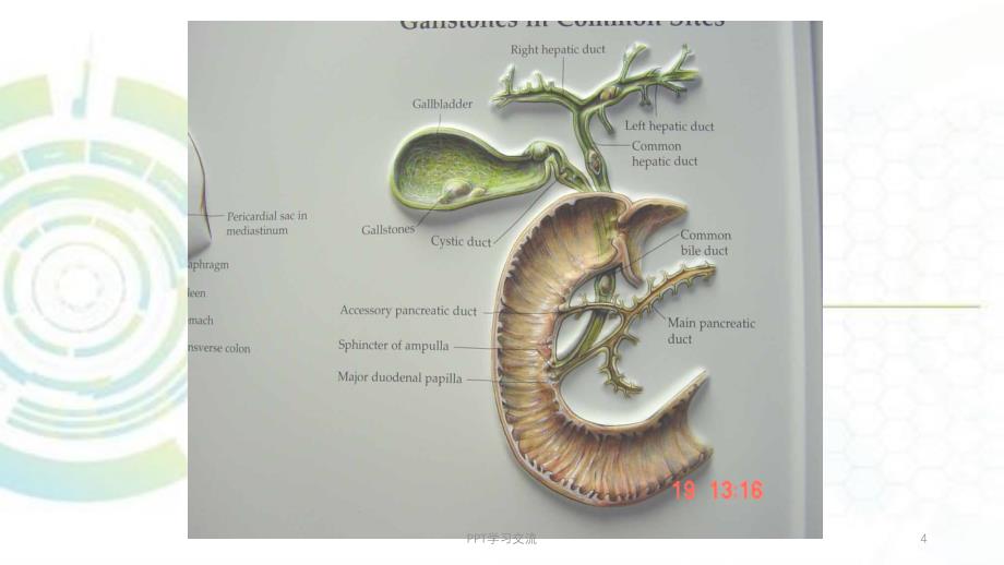 胆道疾病医院肝胆胰外科课件_第4页