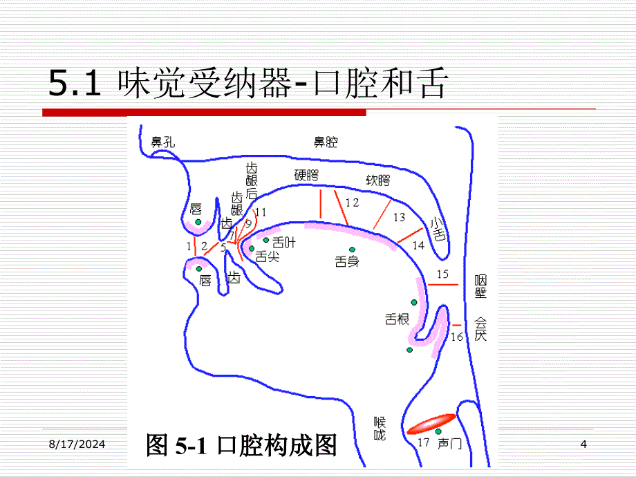 味觉和口感分析课件_第4页