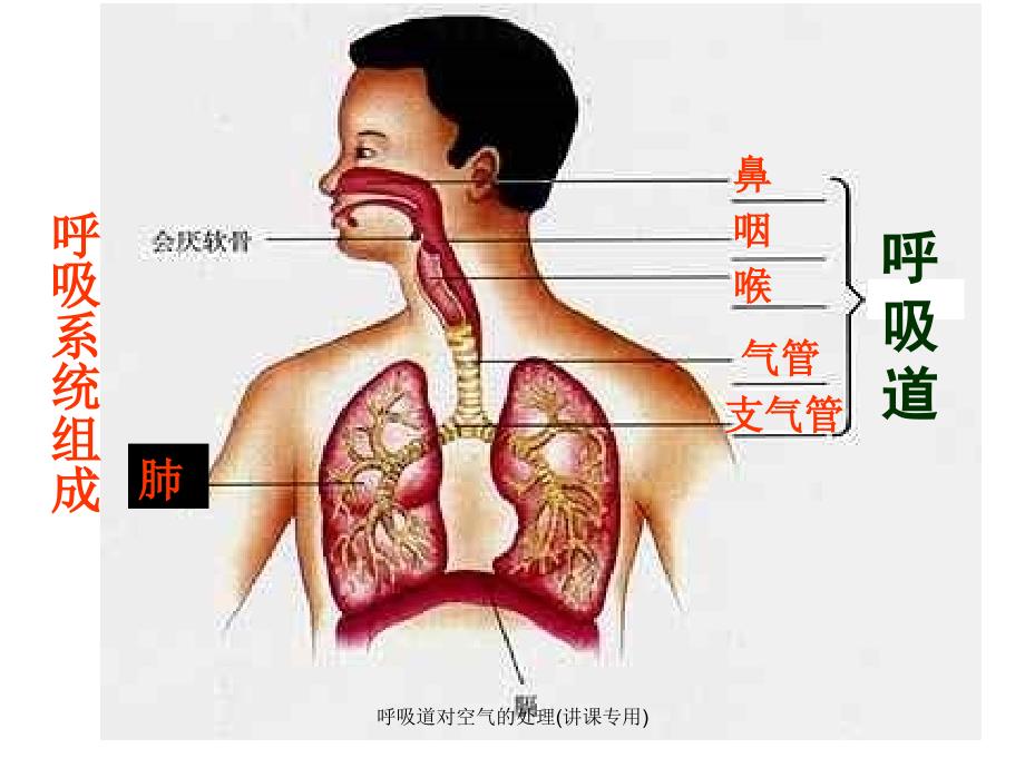 最新呼吸道对空气的处理讲课专用_第2页