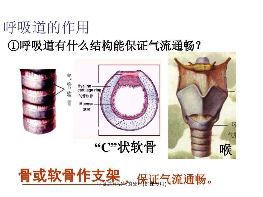 最新呼吸道对空气的处理讲课专用_第5页