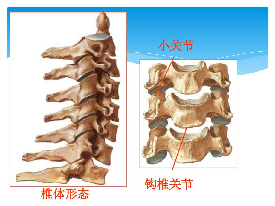 中医治疗颈椎病_第4页