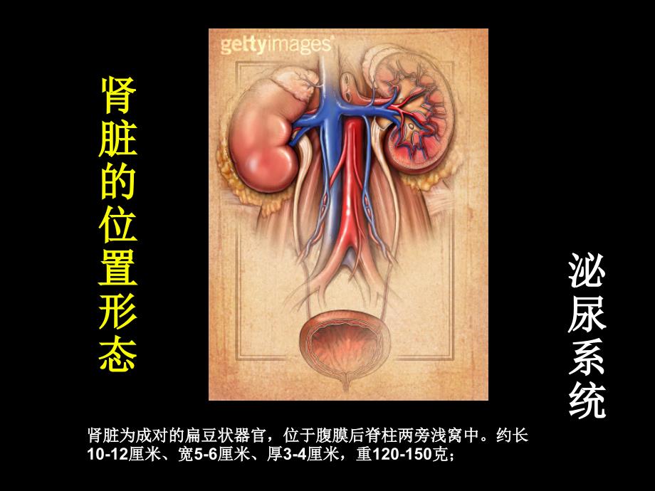 糖尿病肾病的诊断与治疗_第2页