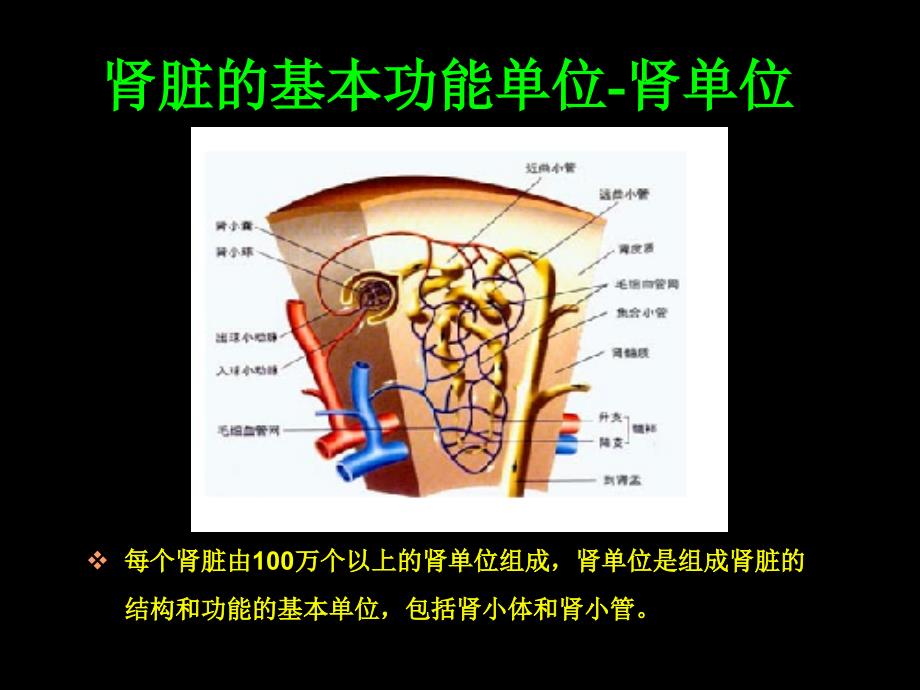 糖尿病肾病的诊断与治疗_第4页