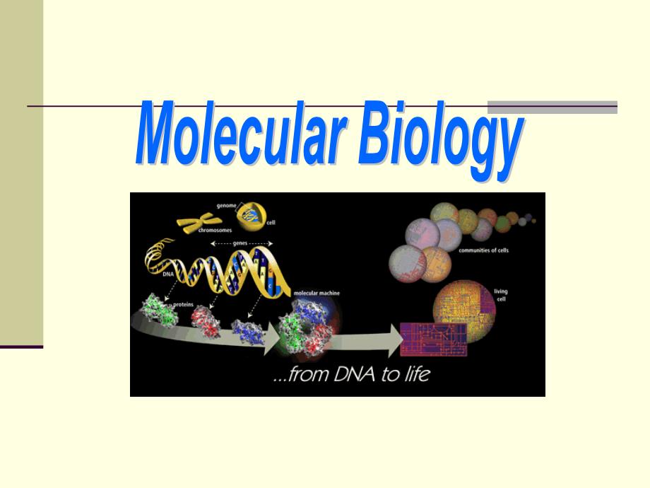 NJUST 分子生学课件_第1页