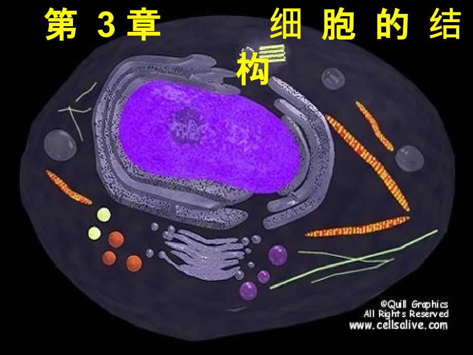 必修一31细胞膜课件_第2页