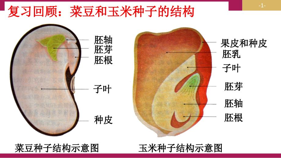 312种子植物第二课时_第1页