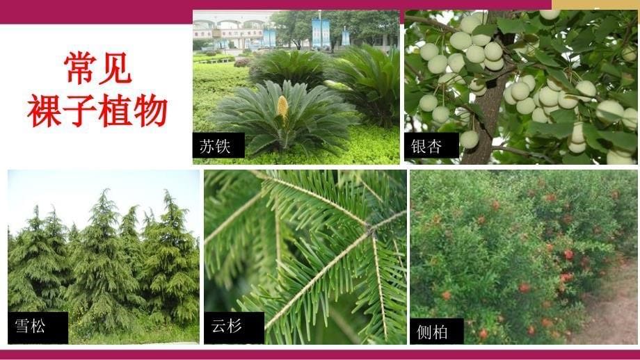 312种子植物第二课时_第5页