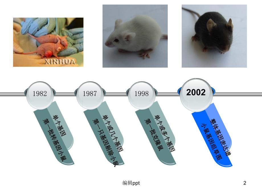 实验小鼠发育1_第2页