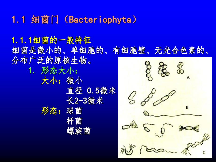 原核生物藻类PPT课件_第4页