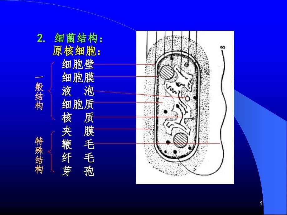 原核生物藻类PPT课件_第5页