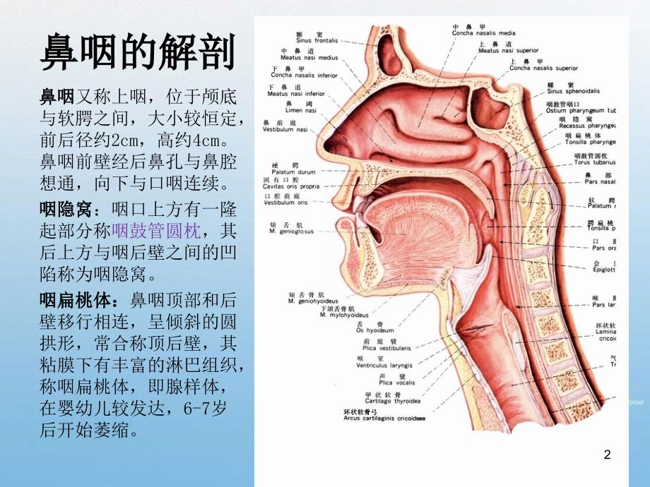 鼻咽部纤维血管瘤PPT演示课件_第2页