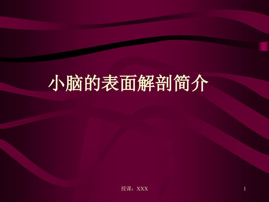 精美解剖--小脑PPT课件_第1页