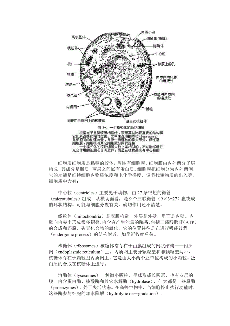 第三章遗传的染色体学说_第2页