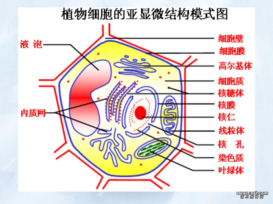 高三生物一轮复习细胞膜的结构和功能.ppt_第4页