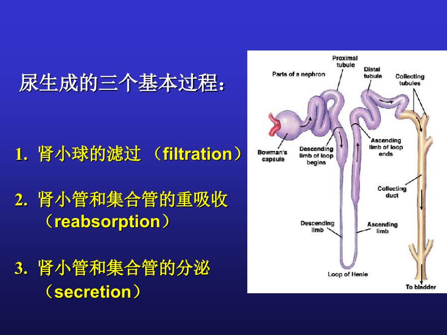 影响尿生成因素_第3页