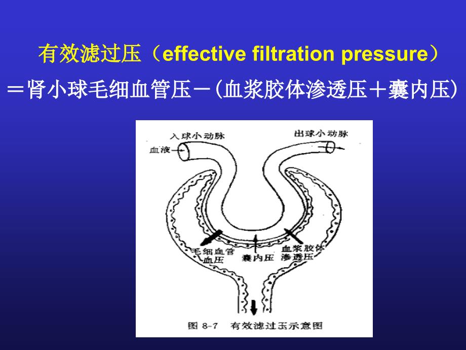 影响尿生成因素_第4页